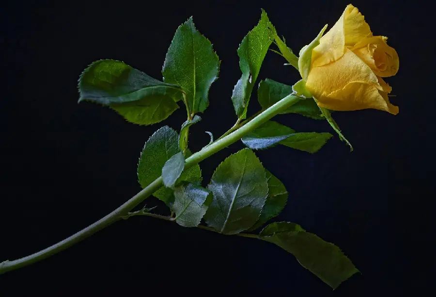 A very beautiful background of beautiful yellow roses 