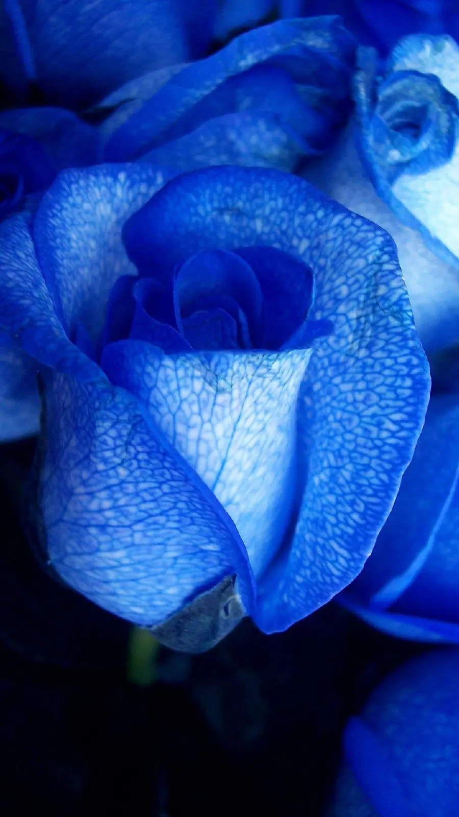 Free download of a spectacular blue rose photo for Instagram stories and posts