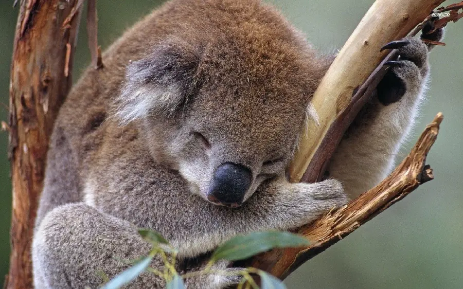 Download the wallpaper of a sleepy and lazy koala on a tree suitable for mobile phones