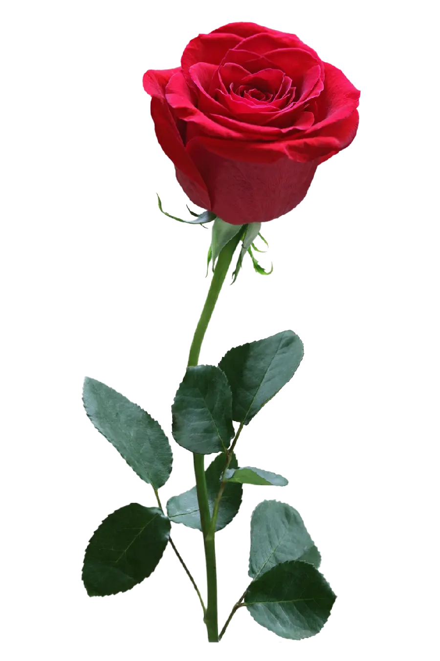 Download raw photo of red roses with a white background for editing 2022