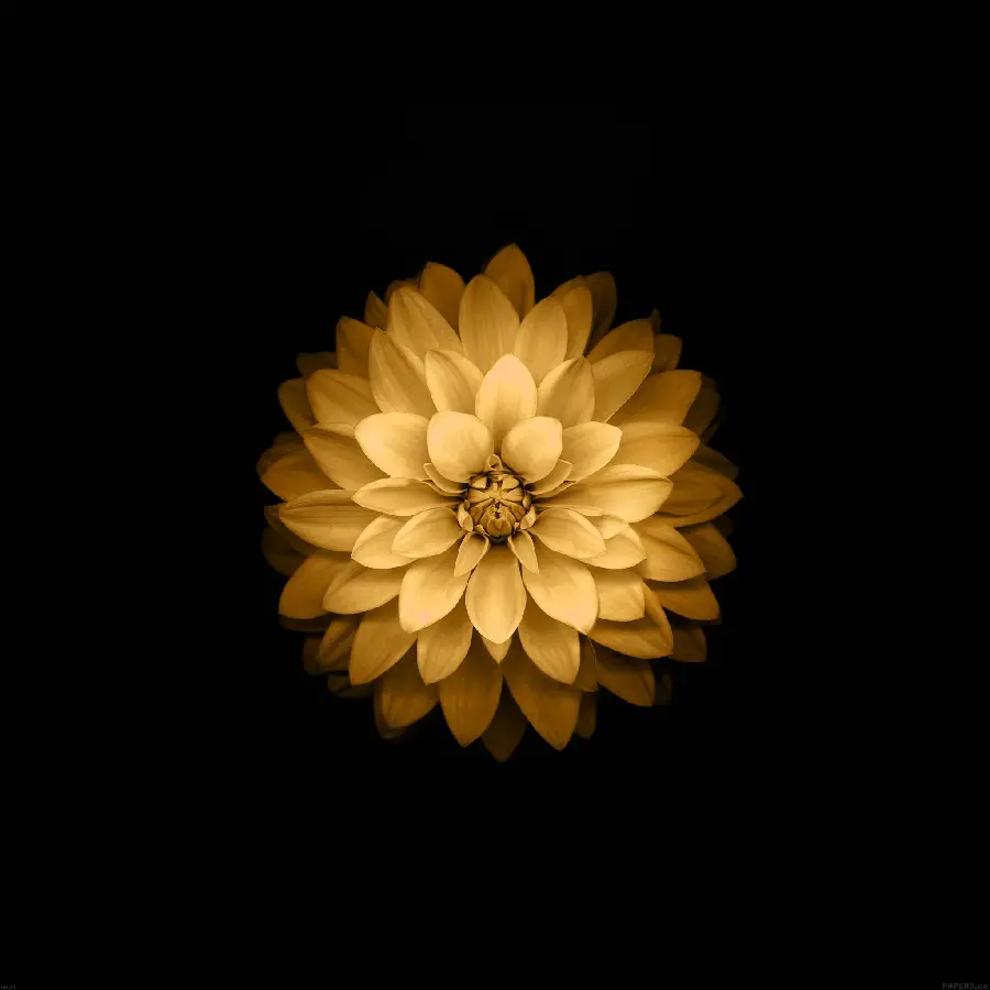 Black background poster with a wilted golden flower with many petals