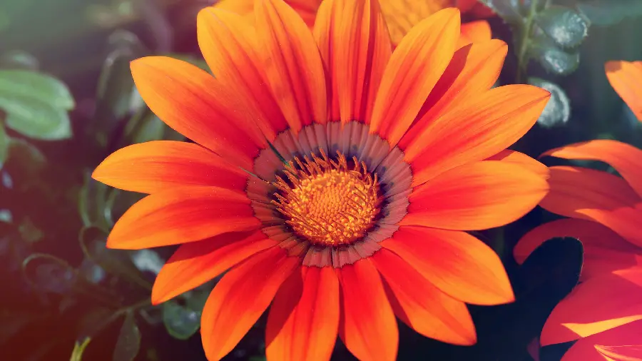 Beautiful Wallpaper of Enchanting Orange Flower for Laptop