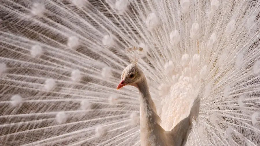 Unfinished background photo of the head and neck and crown and part of the feathers of a white peacock