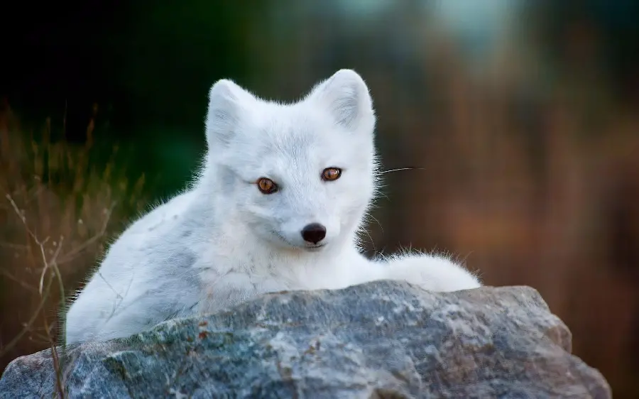 A beautiful image of a white arctic fox sitting on a rock