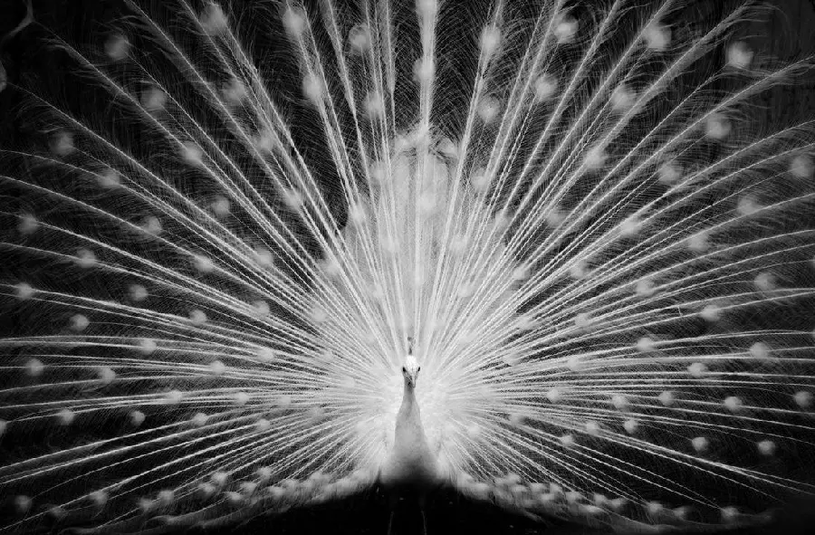 A black and white and sad image of a white peacock and its feathers