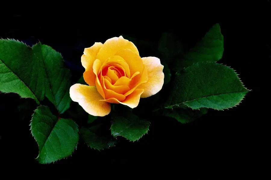 Download Beautiful Yellow Rose Wallpaper for Windows 10 and 11