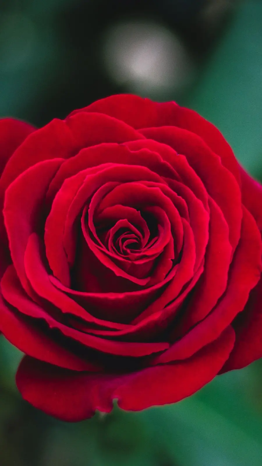 The most popular profile photo of red roses in full HD quality