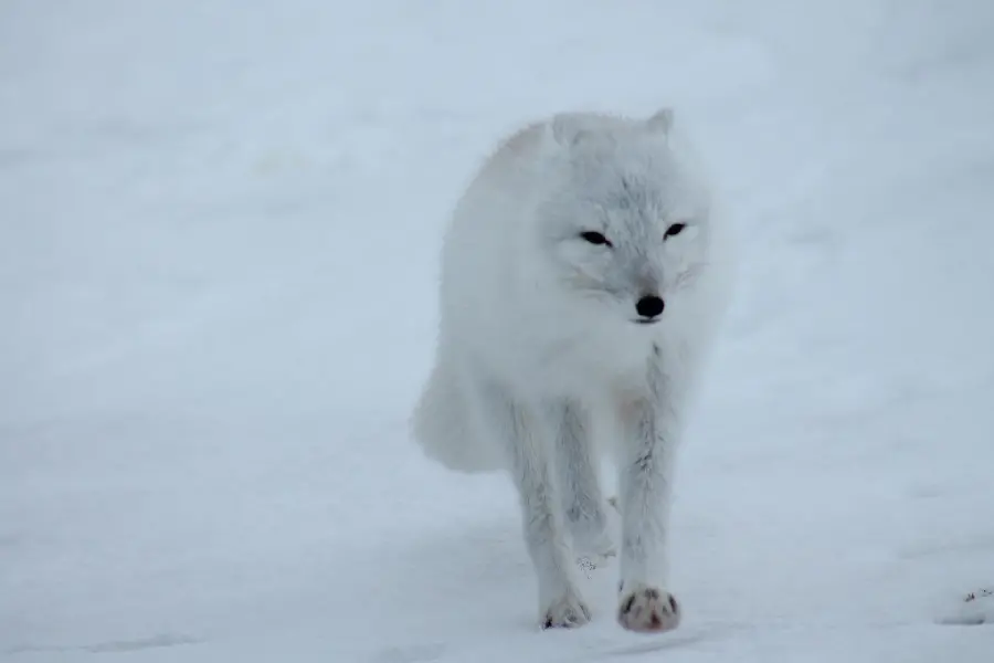 Background of a white fox A polar bear walking in the snow