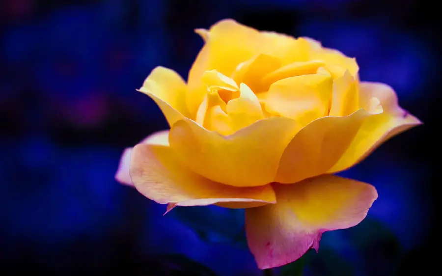 A dreamy background of beautiful yellow roses for your computer