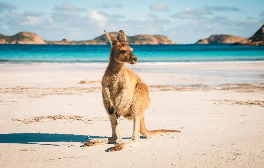 Download photo of a kangaroo staring somewhere on the shore of the endless blue sea