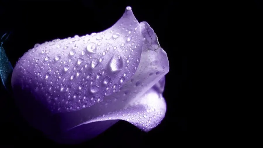 Download special background of young purple rose with small raindrops