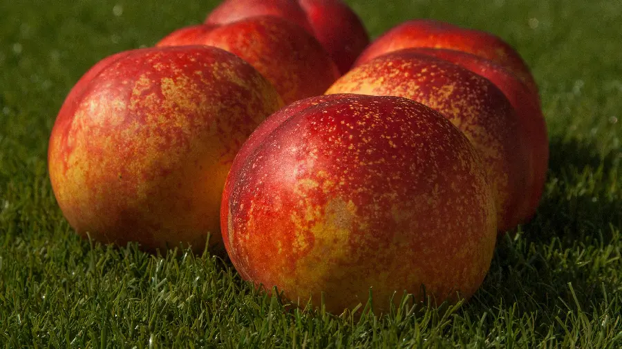 High-quality close-up wallpaper of ripe and delicious nectarines 