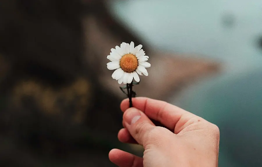 HD quality background of pure chamomile flower in hand