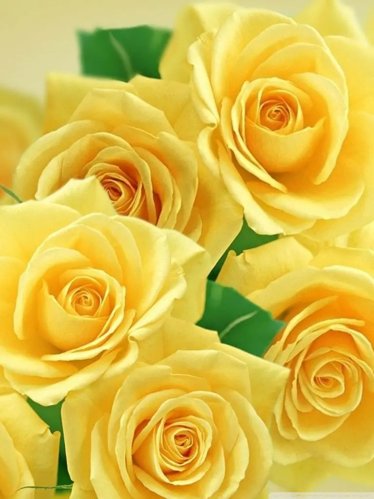 The latest yellow rose wallpaper with a bright and cheerful color theme for your phone 