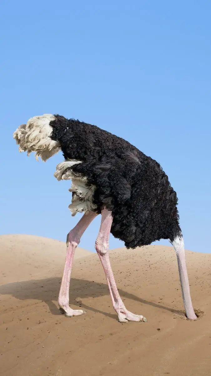 Interesting background of an ostrich hiding its head in the sand