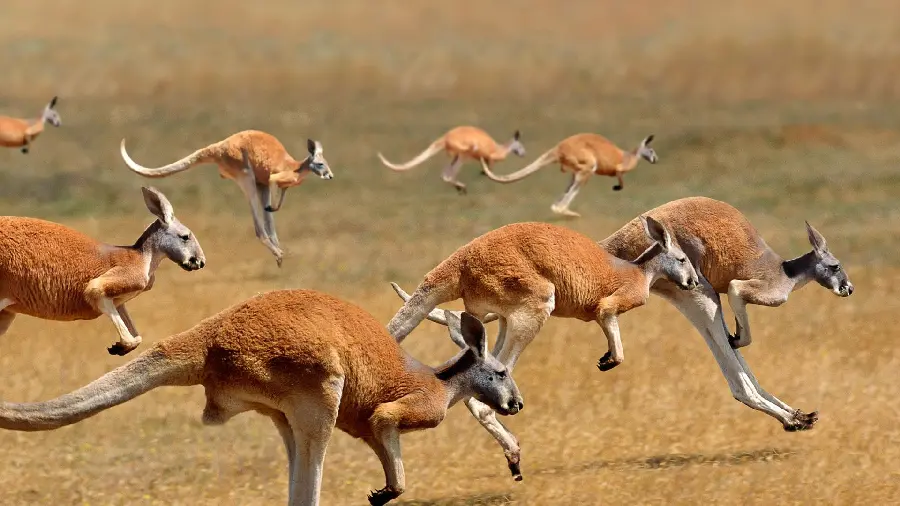 Download HD quality stock image of a flock of red kangaroos 