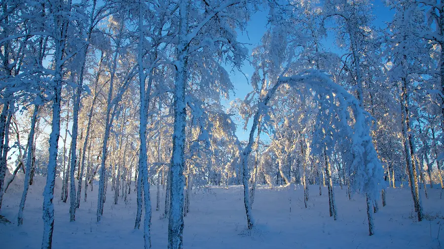Spectacular and ideal wallpaper of winter nature for Windows 11