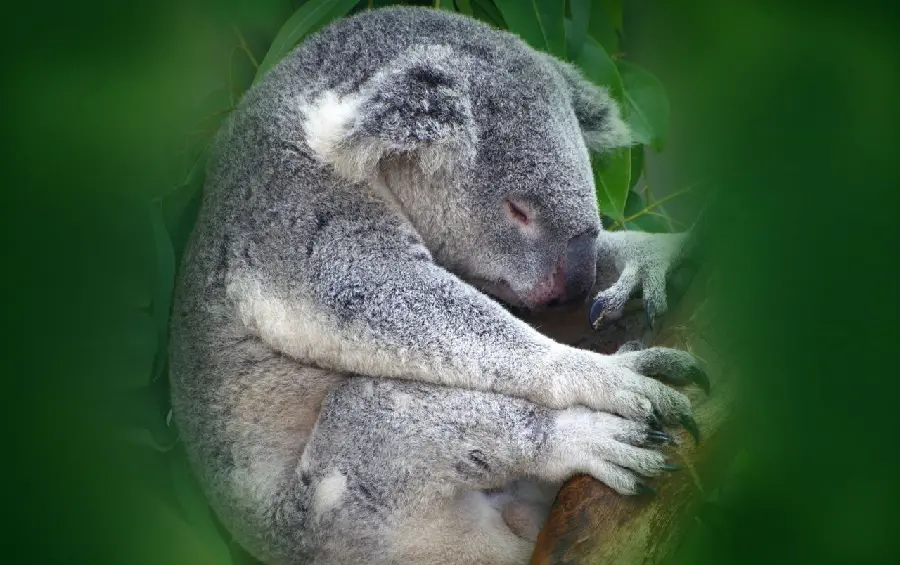 Background of the koala bear when it is among the branches and leaves of the trees Sleeping