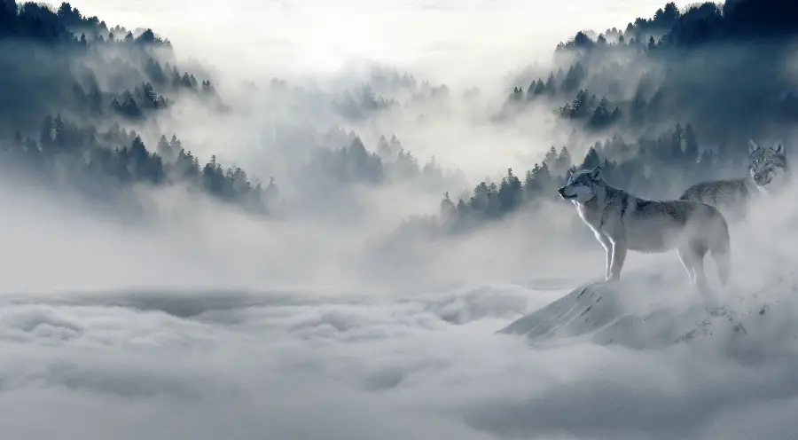 The best Telegram profile with a lone and wild wolf design in May 2022