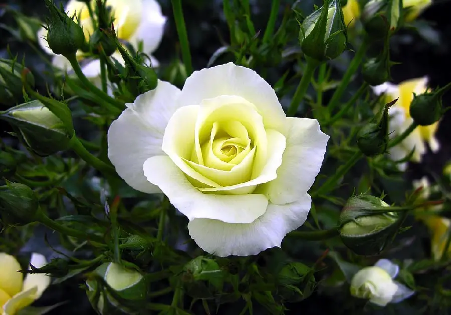 White rose background with yellow unopened buds in HD quality suitable for tablets