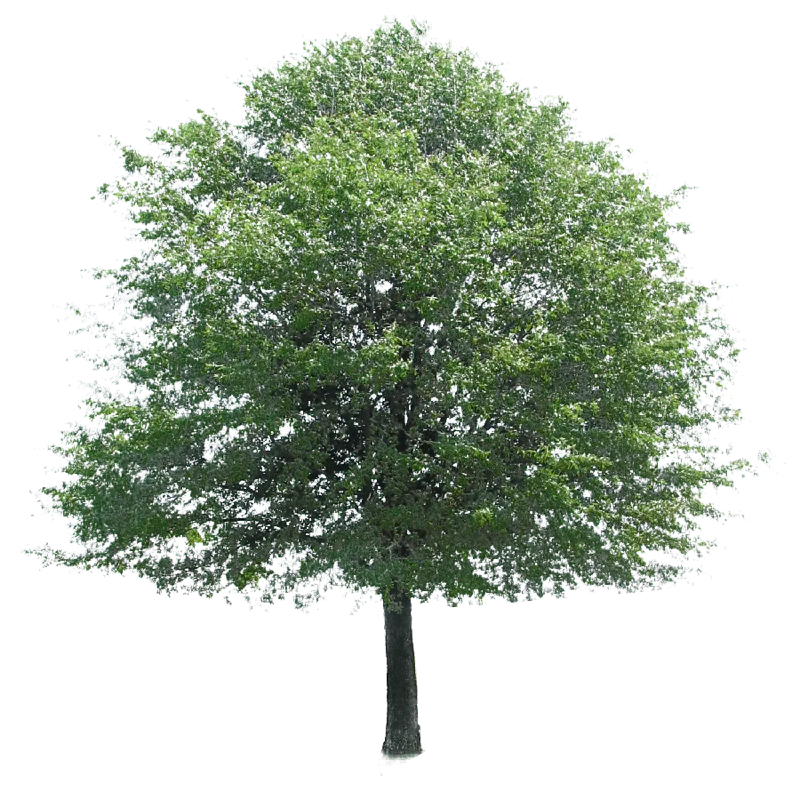 The best green tree PNG for editing software Professional