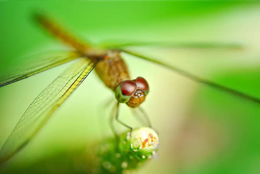 An interesting and beautiful image of a dragonfly
