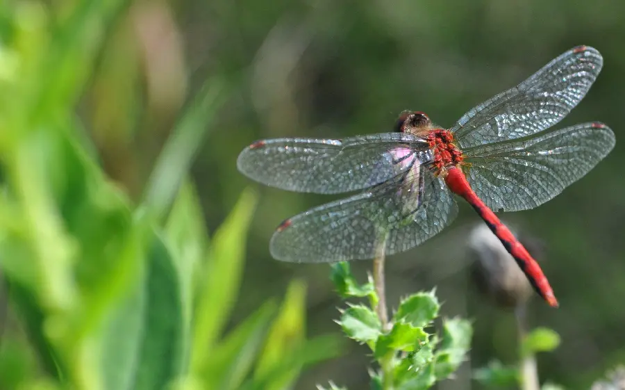 Full HD quality dragonfly photo