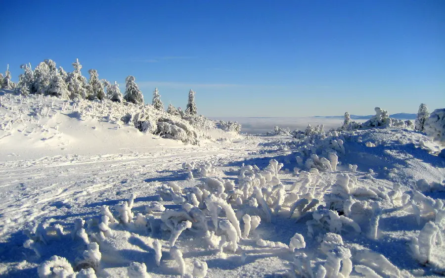 The most interesting Widescreen wallpaper with frozen plants in the snow