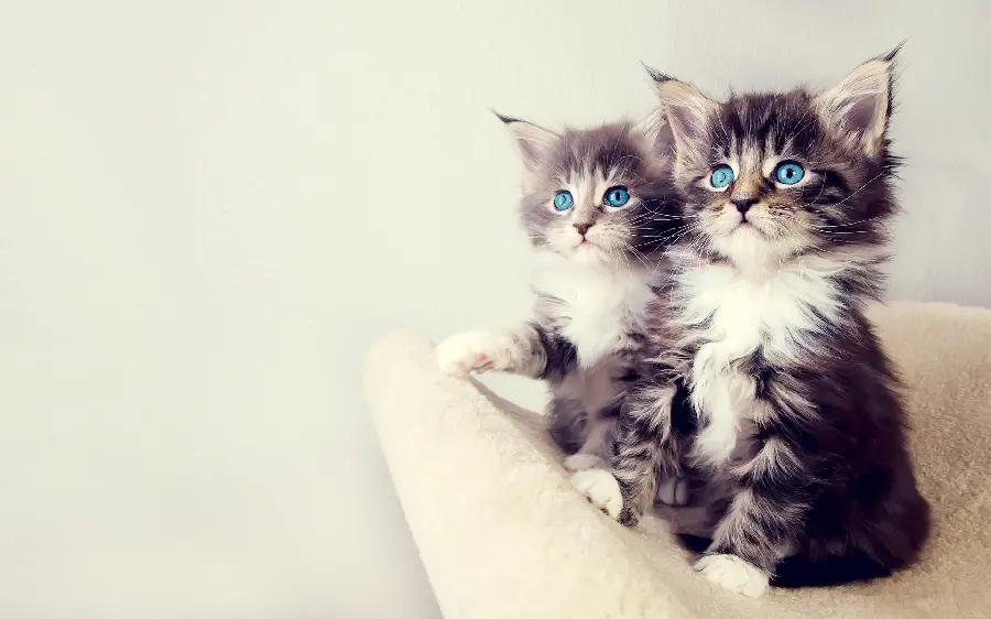 Two beautiful little cats with blue eyes in an artistic frame