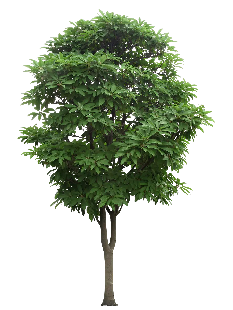 Photo Tree vector with HD quality for making PowerPoint 
