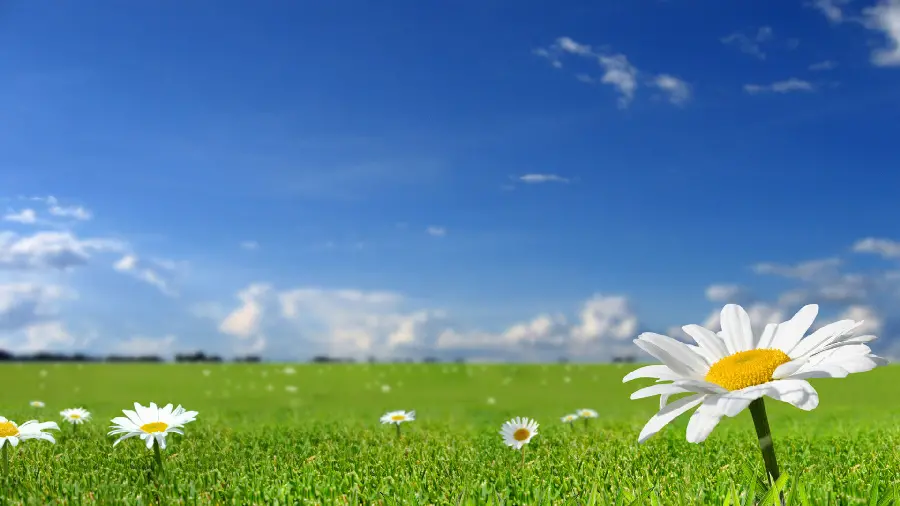 Pleasant Background of Lush Chamomile Field for Laptop