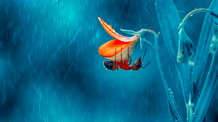 Stock image with a blue background of an ant sitting on flowers for special people of WhatsApp