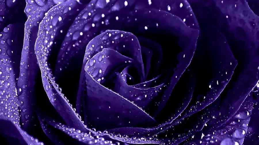 Exceptional Stock Photo of Fresh Purple Rose Petals