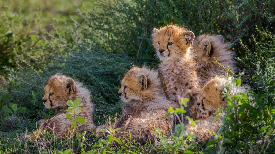Attractive and Beautiful Profile Photo of Cheetah Cubs for Special People for Background