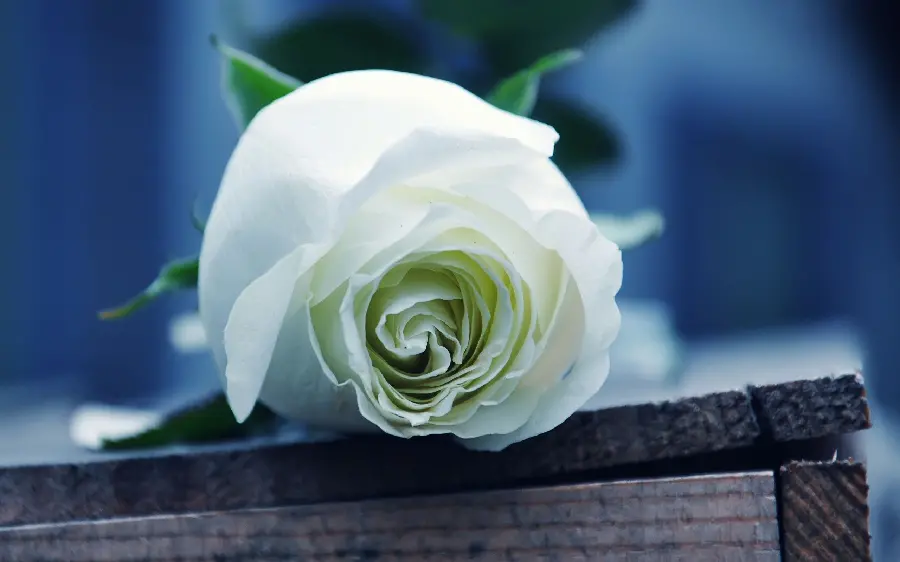 The most popular dreamy white rose image in FUII HD quality suitable for Instagram