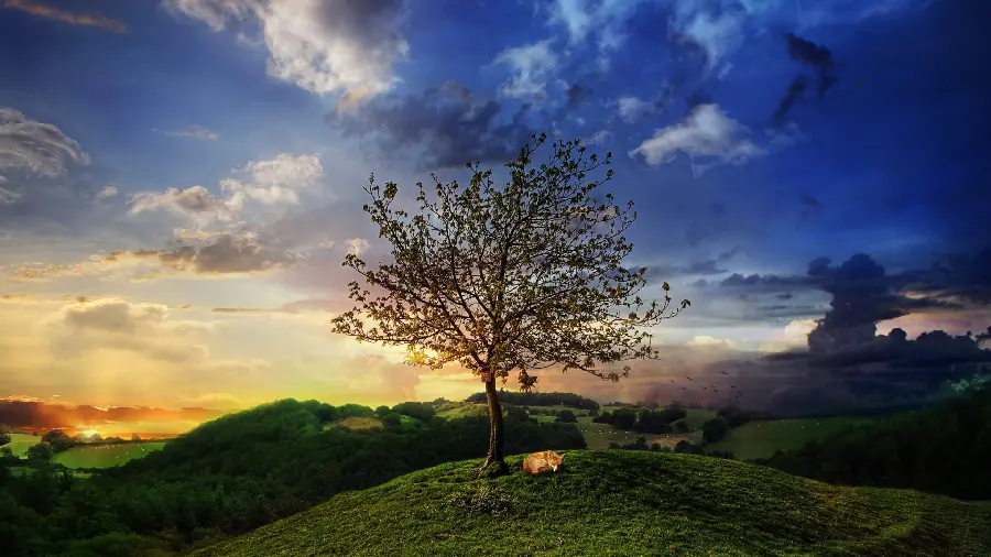 Download the wallpaper 4K for iPhone in hd quality of a young tree in the forest and a fox sleeping next to it