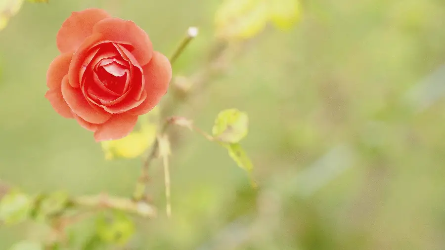 The most popular special rose wallpaper with lush nature background 