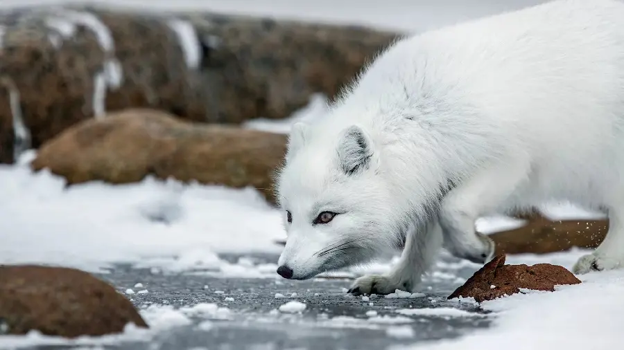 HD background of a white arctic fox lying in wait