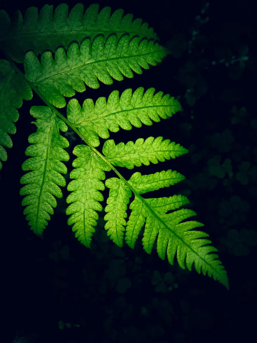 Latest stock photo of green leaves for Windows 11 background