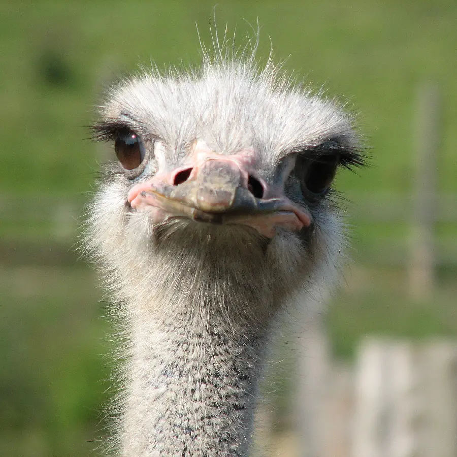 A great wallpaper of a cute and beautiful ostrich