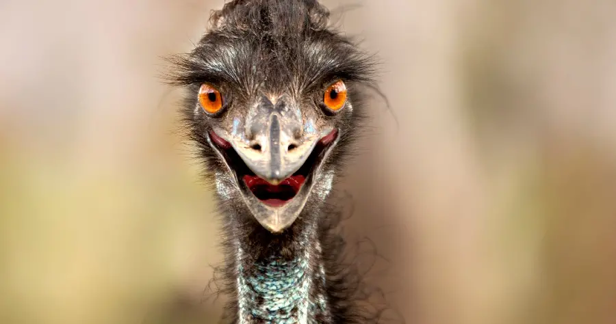 Angry and violent ostrich image for WhatsApp profile