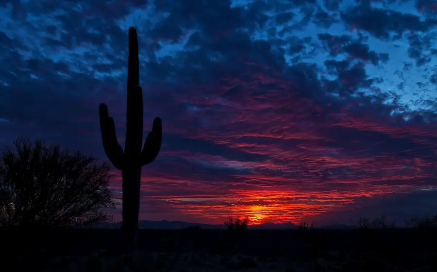 A Large Cactus Background at Sunset Among Dark Clouds in the Arizona Desert