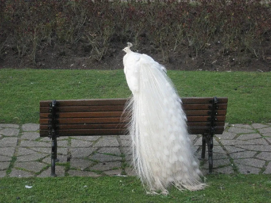 An interesting background photo of a white peacock sitting on a park bench