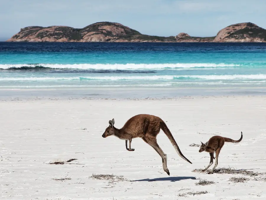 Emotional and Beautiful Image of Kangaroo and Her Child on the Beach