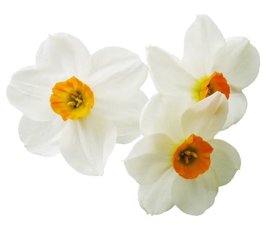 Download PNG images of 3 white daffodils