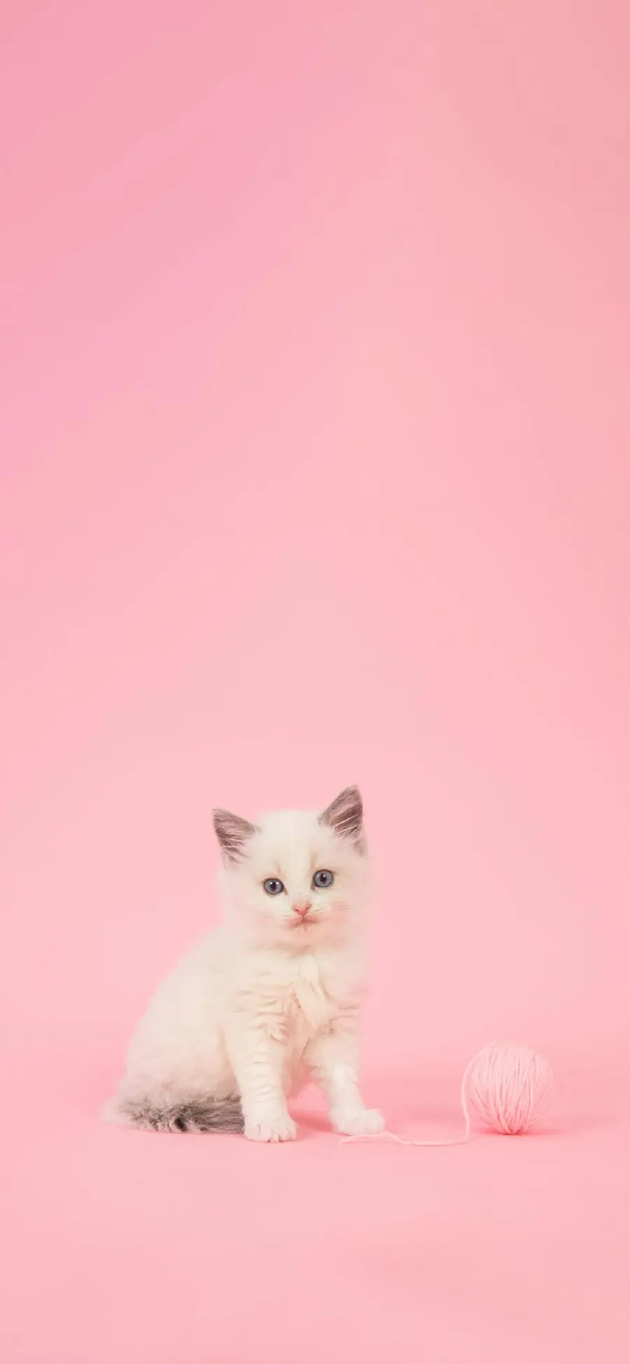 Pink Teddy Bear Wallpaper with a Beautiful and Little Cat