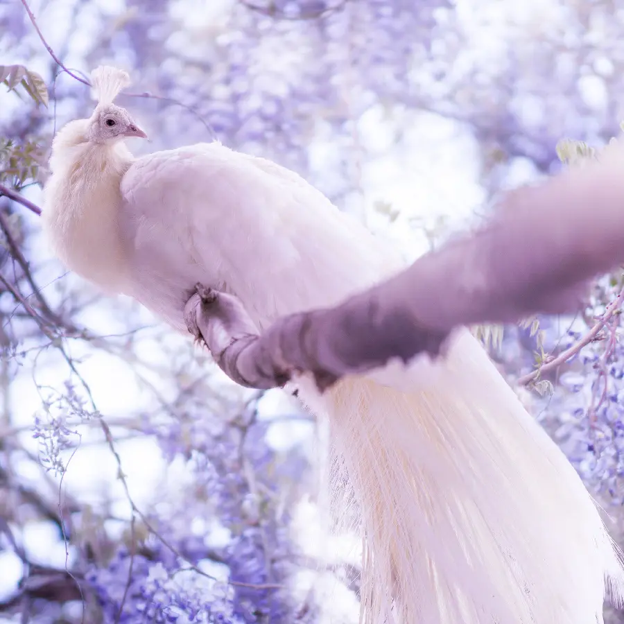 A modern purple wallpaper of a peacock sitting on a tree branch