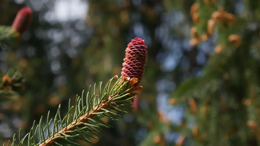 A blurred profile photo of trees in nature and a photo of a young oak tree branch, special for Telegram