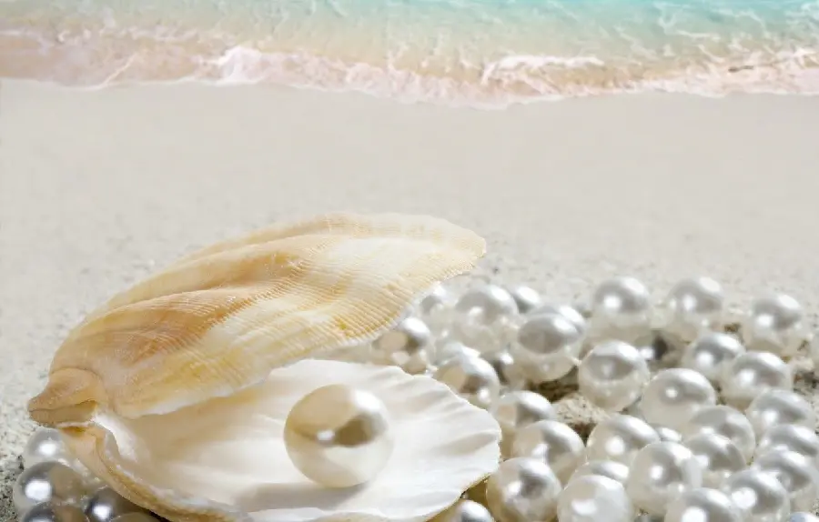 A shell and pearl inside it with many pearls next to it, suitable for wallpaper