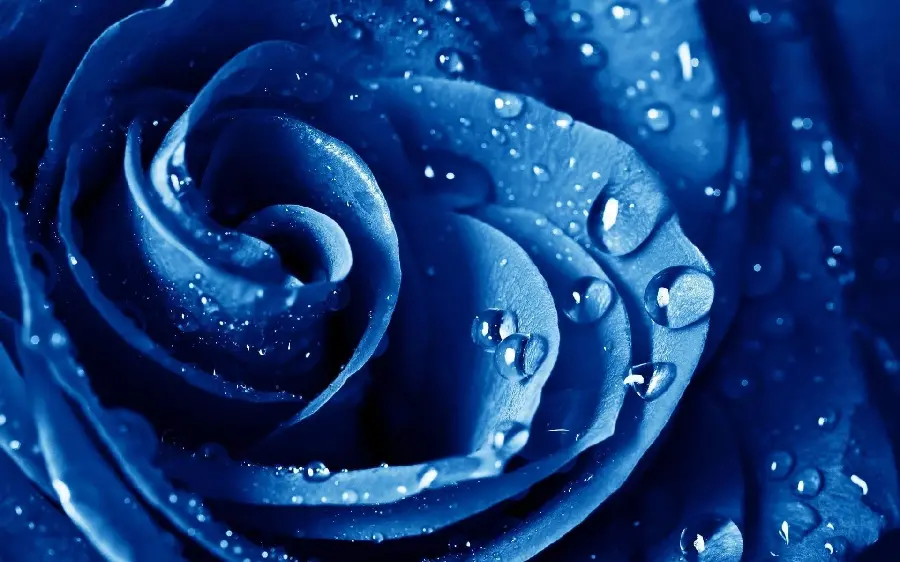 New and stylish wallpaper of blue roses with pleasant details